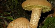 Tych grzybów nie zbieraj. Możesz słono zapłacić
