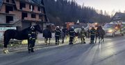 Podhale: Konie na gigancie