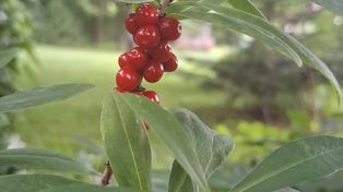 Wawrzynek wilczełyko znów owocuje. Leśnicy ostrzegają przed zatruciem