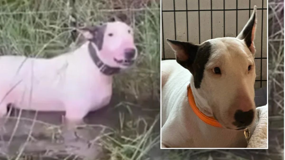 Porzucił psa, a sam uciekał przed huraganem.