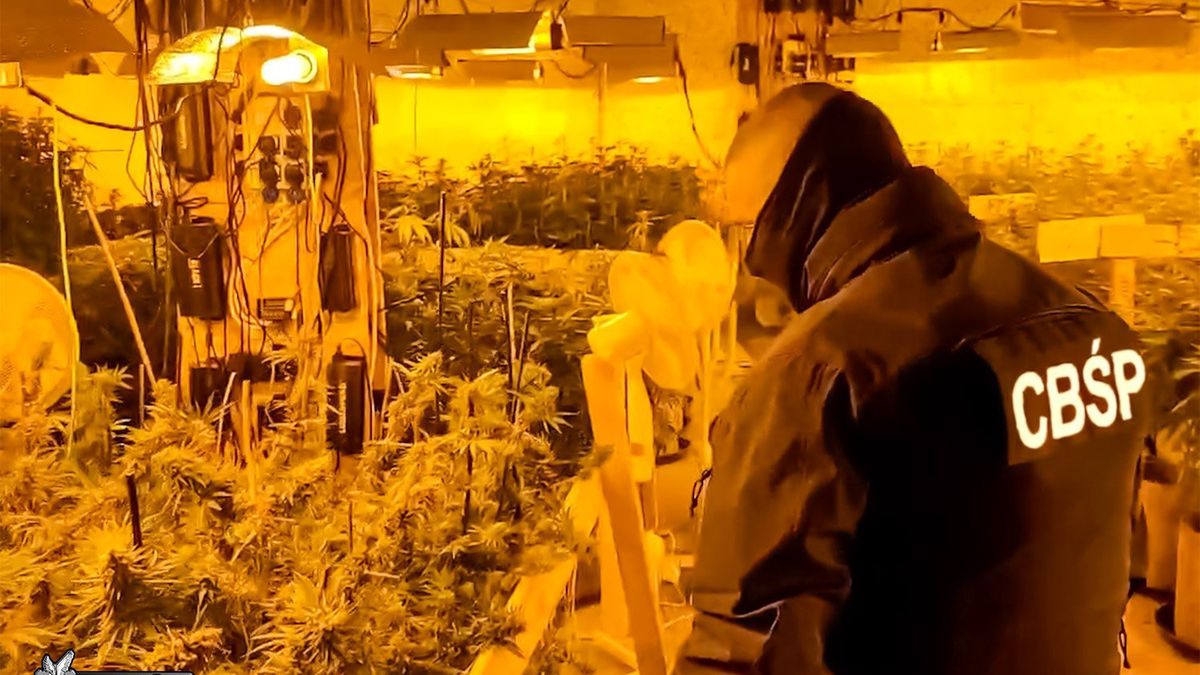 CBŚP zlikwidowało plantację marihuany.