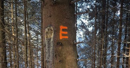 Znaki na drzewach. Pojawiły się w lasach. Leśnicy: nie są przypadkowe