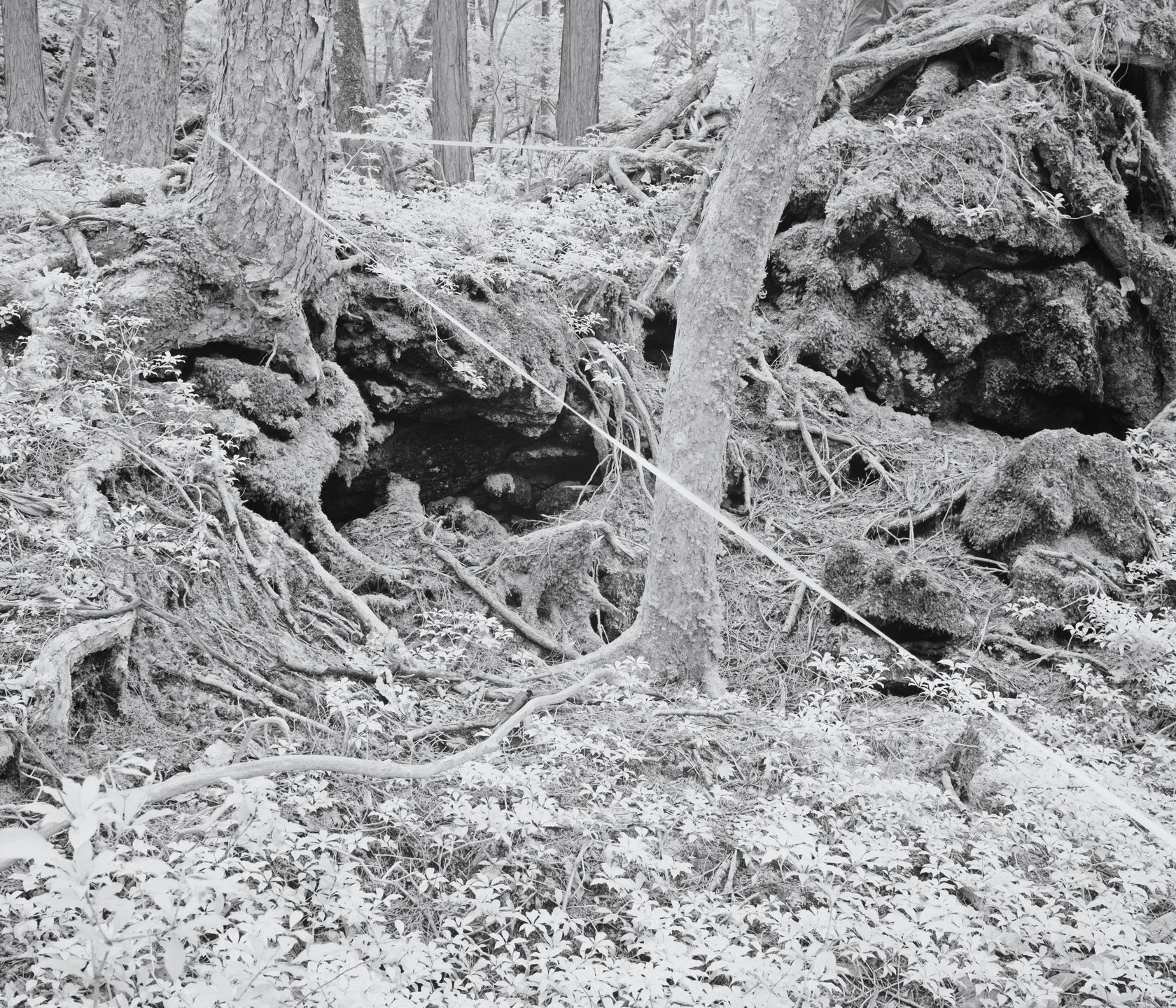 Tomasz Lazar opowiada o swojej podróży do Aokigahara - japońskiego lasu samobójców 4