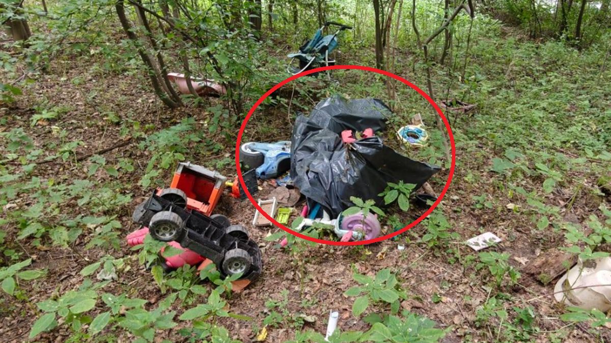 Leśnicy znaleźli martwego psa w lesie.