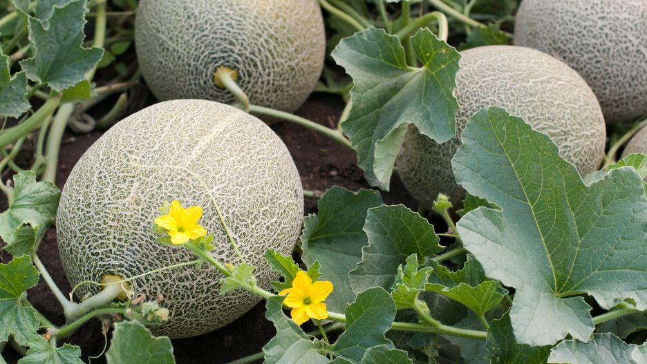 Melon niesłusznie przegrywa popularnością z arbuzem