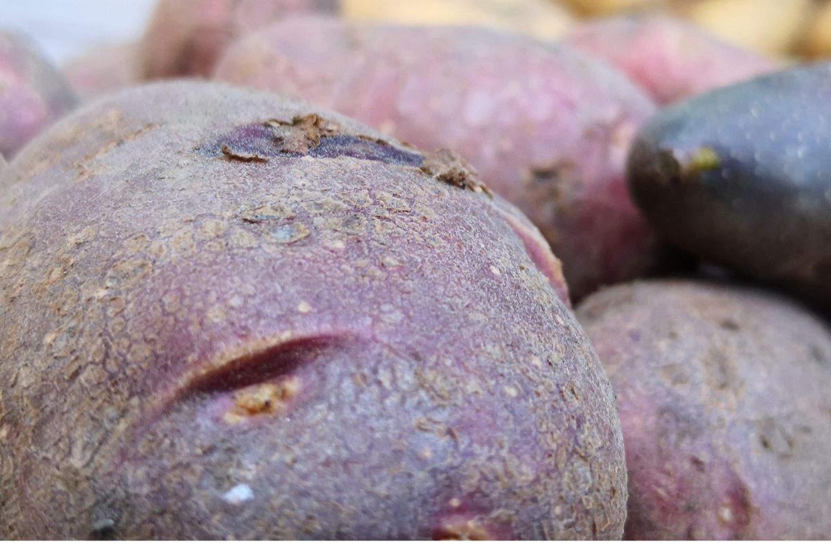 Wyglądają jak buraki, a smakują jak zwykłe ziemniaki. Dziś jest dobry moment, by kupić je na zapas