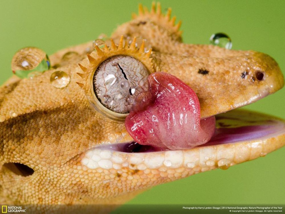 Fotografie natury, która nie przestaje zachwycać. Oto finałowe prace konkursu National Geographic Nature Photographer of the Year 2016 28
