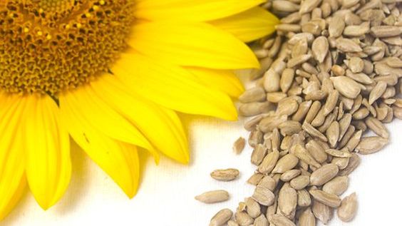 Dlaczego warto jeść pestki słonecznika? 