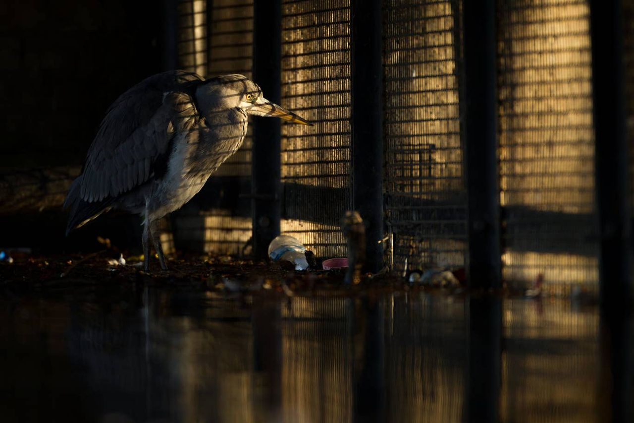 British Wildlife Photography Awards 2019: zdumiewające zdjęcia przyrody