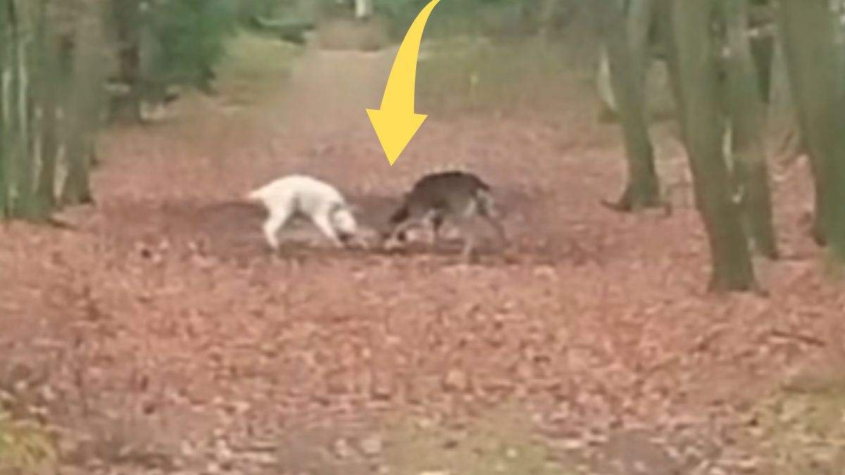 Biały daniel w Puszczy Noteckiej