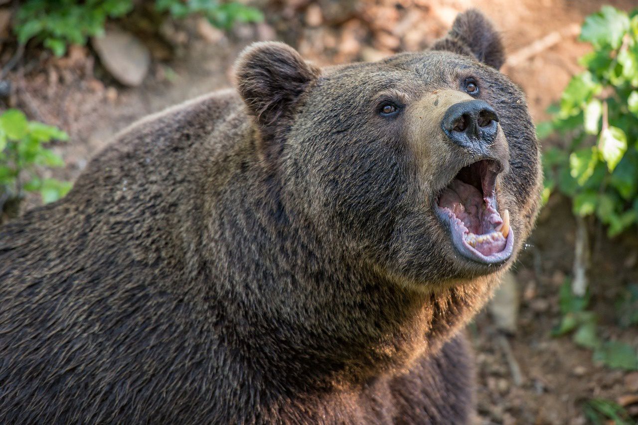 Wszedł do klatki z niedźwiedziem. To się nie mogło dobrze skończyć. Horror w Rosji