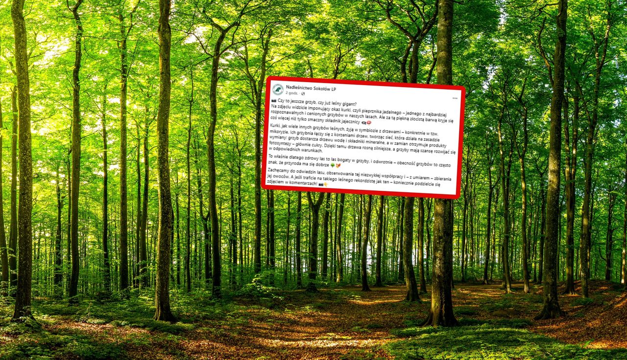 To nie AI. Leśnicy pokazali zdjęcie. Od razu takie pytanie