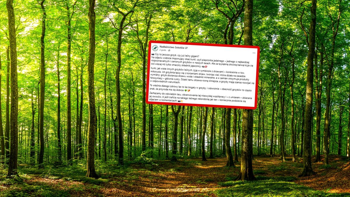 Leśnicy pokazali gigantycznego grzyba.