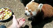 Dodatek, dzięki któremu Firefox zajmuje mniej pamięci