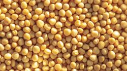 Wykorzystasz ją w kuchni i kąpieli. Idealna na bóle mięśni i stawów 