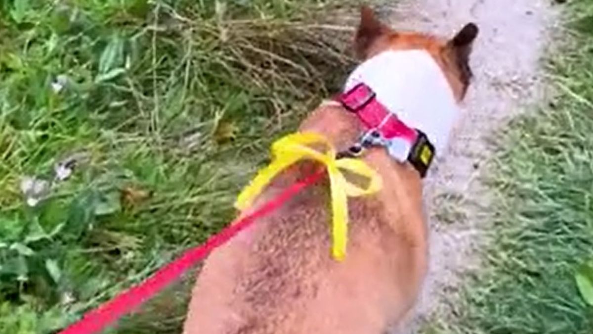 Żółta wstążka na smyczy psa to znak. Lepiej omijać go szerokim łukiem