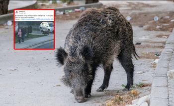 8-latka uciekała przed stadem. Dziki w centrum miasta