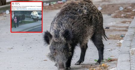 8-latka uciekała przed stadem. Dziki w centrum miasta