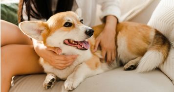 Corgi to nie tylko pies królowej. Krótkie łapy miały bardzo konkretne zadanie