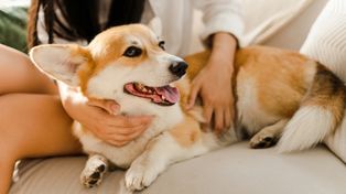 Corgi to nie tylko pies królowej. Krótkie łapy miały bardzo konkretne zadanie