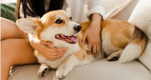 Corgi to nie tylko pies królowej. Krótkie łapy miały bardzo konkretne zadanie