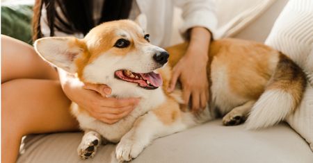 Corgi to nie tylko pies królowej. Krótkie łapy miały bardzo konkretne zadanie