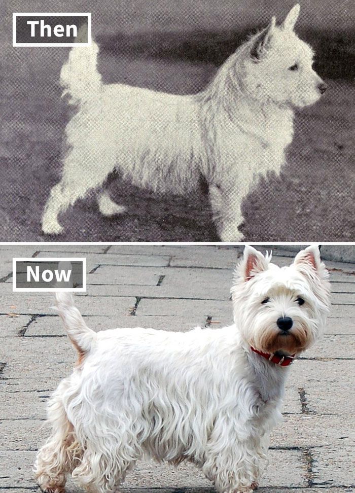 West Highland white terrier