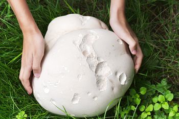 Ten grzyb może wystraszyć, bo wygląda jak czaszka. Świetnie smakuje usmażony