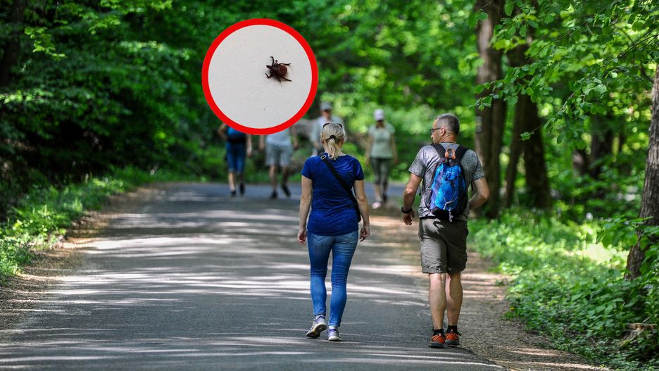 Groźne kleszcze są w Polsce. Potwierdzono