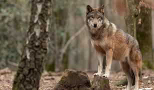 Polska gmina ze zgodą na odstrzał. Mieszkańcy boją się wilków