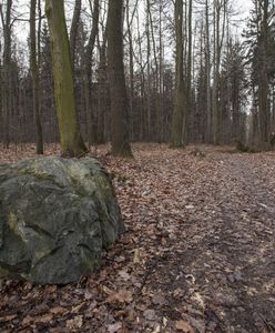 Strzelanina w lesie. Poszło o kamień szlachetny