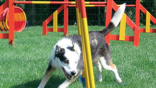 Elmtree – luksusowy hotel dla zwierząt 1