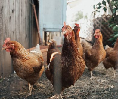 KFC. Poprawia się sytuacja kurczaków w hodowlach, ale wciąż nie jest dobra