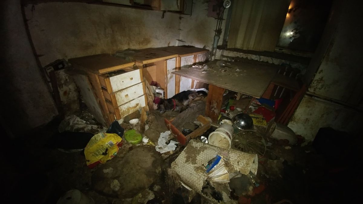 Torturowane psy udało się uratować