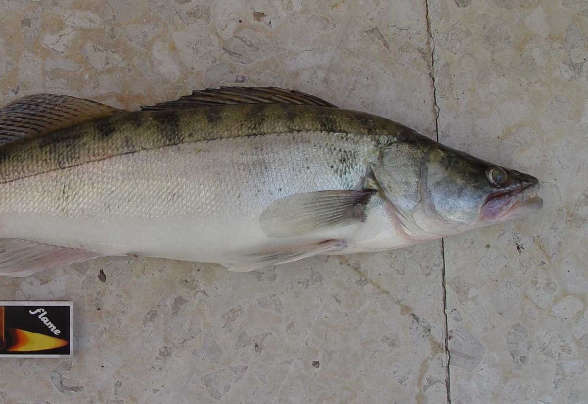 Złowił dwukilogramową rybę na Mazurach. Podali jej wartość