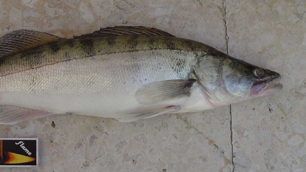 Turysta na Mazurach złapał sandacza.