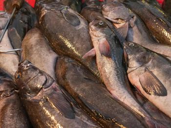 Norweski pakt z Rosją budzi obawy. W tle miliardy z połowów dorsza