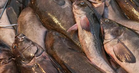 Norweski pakt z Rosją budzi obawy. W tle miliardy z połowów dorsza