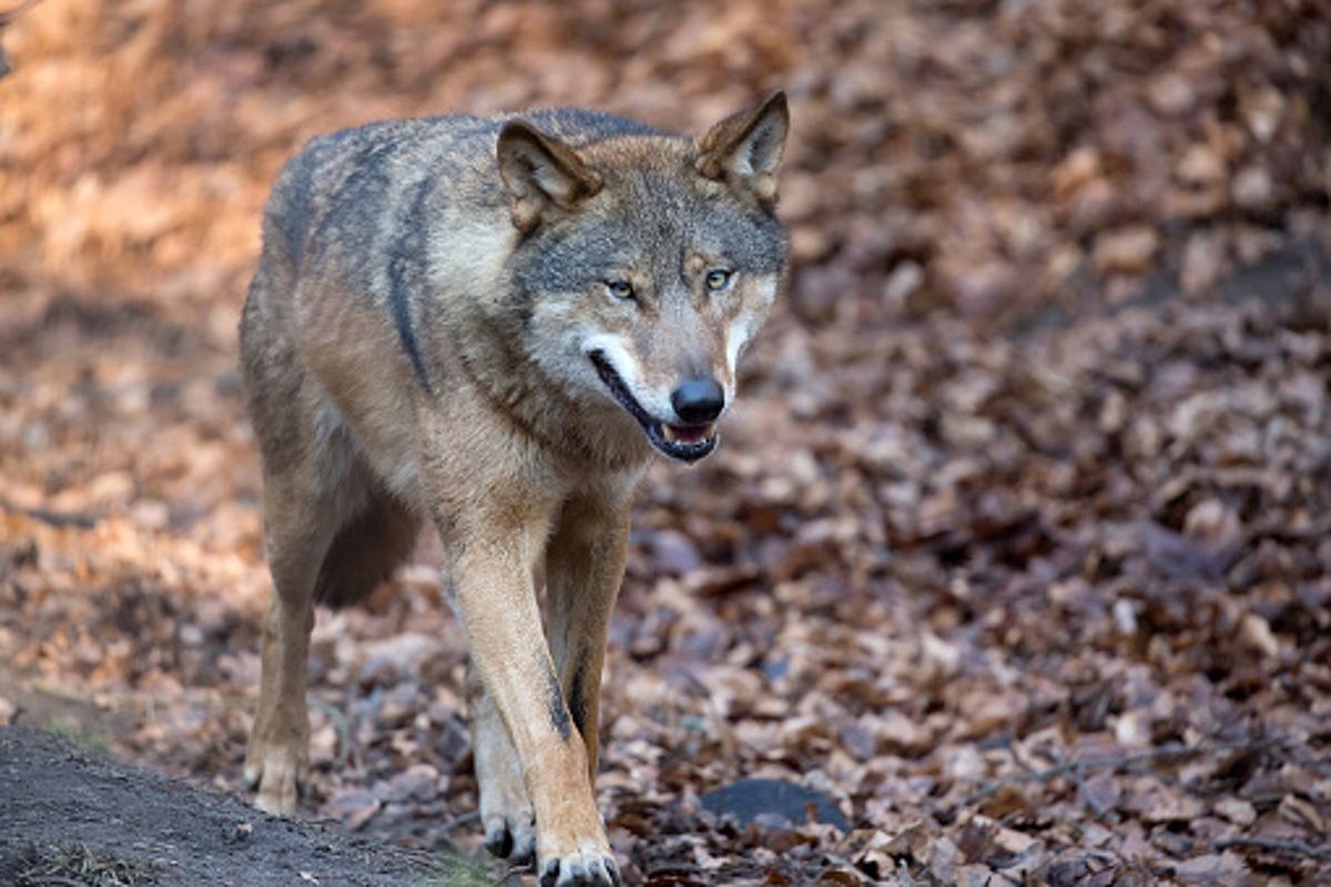 Literalmente la separaron.  Este es otro ataque de lobo – o2