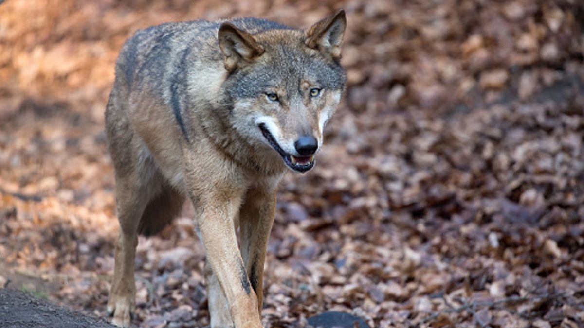 Kolejny atak wilków. Ujawniono, kto tym razem padł ofiarą drapieżnika lub drapieżników (zdjęcie ilustracyjne)