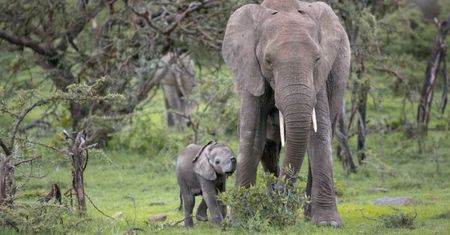 Światowy Dzień Słonia 12 sierpnia na Nat Geo Wild