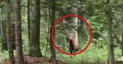 "Tylko dla widzów o mocnych nerwach". Leśnicy pokazali nagranie