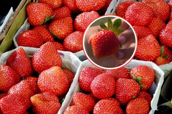 Zakaz dotykania truskawek? Kupujący i sprzedawcy mają określone prawa