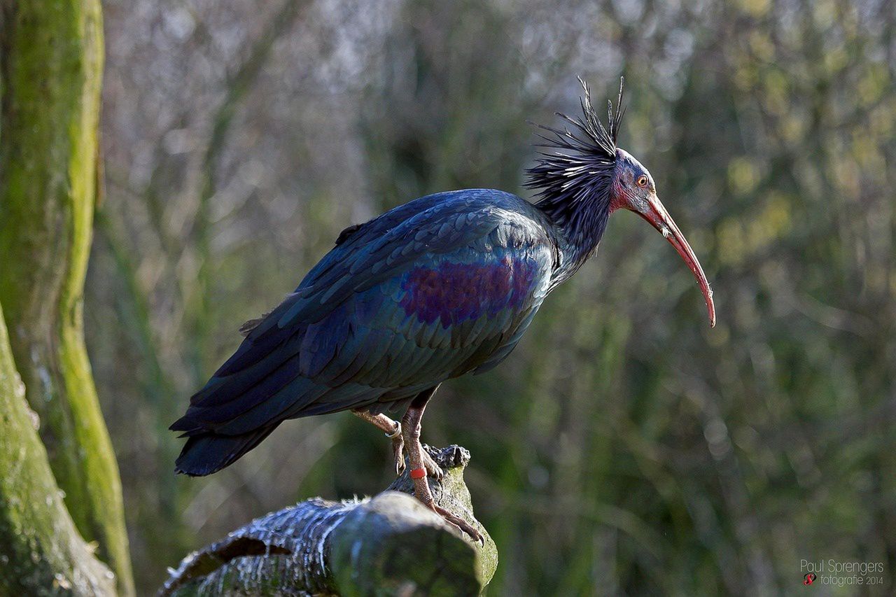 Jest zagrożony wyginięciem. Rzadki ibis grzywiasty pojawił się w Portugalii