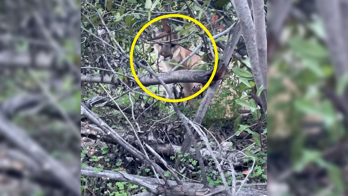 Stanął oko w oko z pumą. Mogło dojść do tragedii, bo spanikował 1