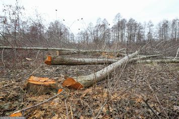 Wycinka drzewa na własnej działce. Te przepisy trzeba znać w 2026 r.