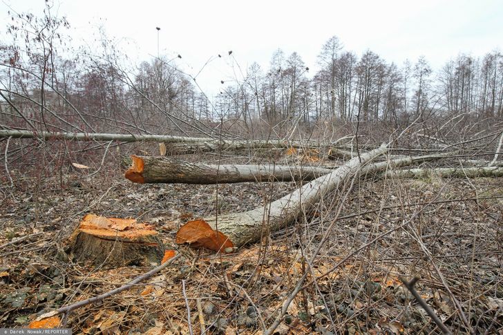 Wycinka drzewa na własnej działce. Te przepisy trzeba znać w 2026 r.
