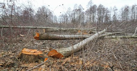 Wycinka drzewa na własnej działce. Te przepisy trzeba znać w 2026 r.