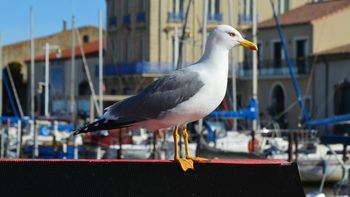 Nietypowy gość na polskim niebie. Przyleciał z Afryki