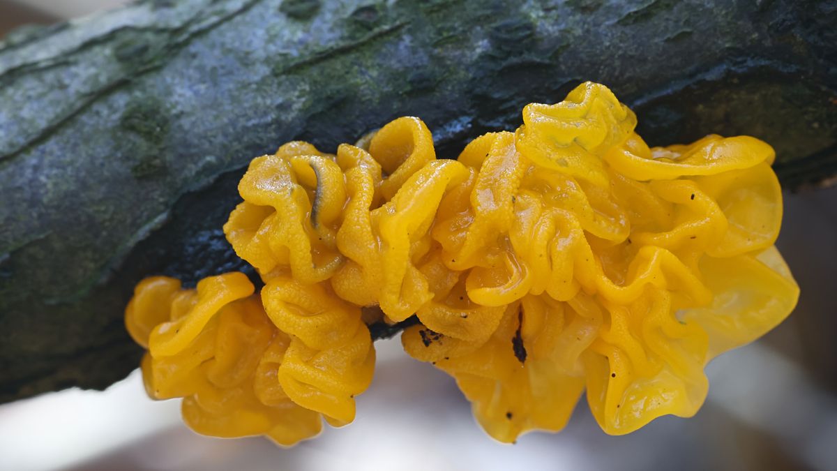 Trzęsak pomarańczowożółty może być także ozdobą na talerzu